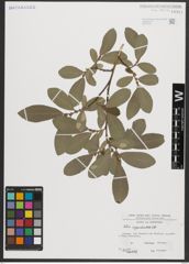 Foto von Salix appendiculata Vill.